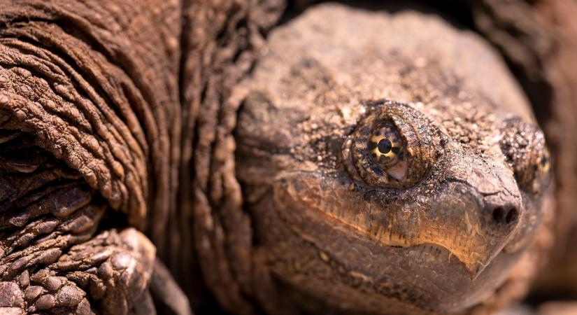 Felelőtlenül szabadon engedett teknősök okoznak problémát