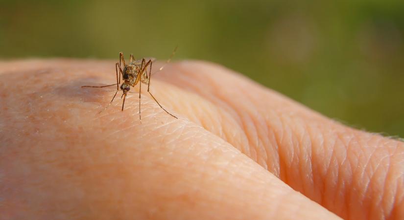Drámai következménye lett egy egyszerű szúnyogcsípésnek, lebénult a magyar fiú