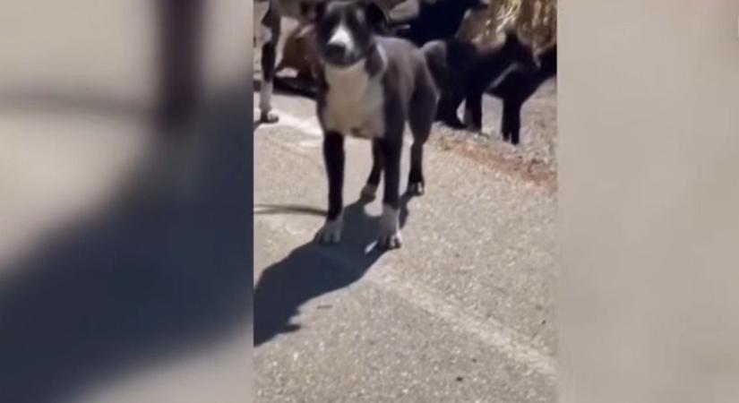 "Nagyon csúnyán elbántak vele" - A nőnek még sikerült felvennie a kutyatámadás előtti pillanatokat