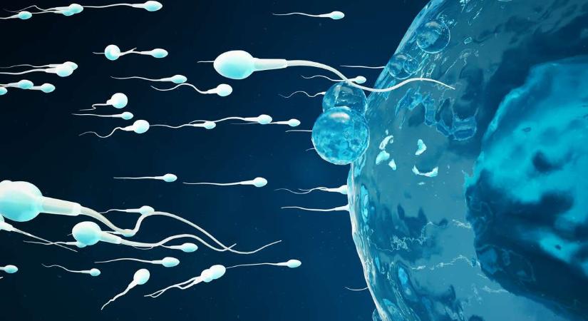 Csendes termékenységi válságra figyelmeztetnek a kutatók: műanyagoktól a rovarirtókig rengeteg oka lehet