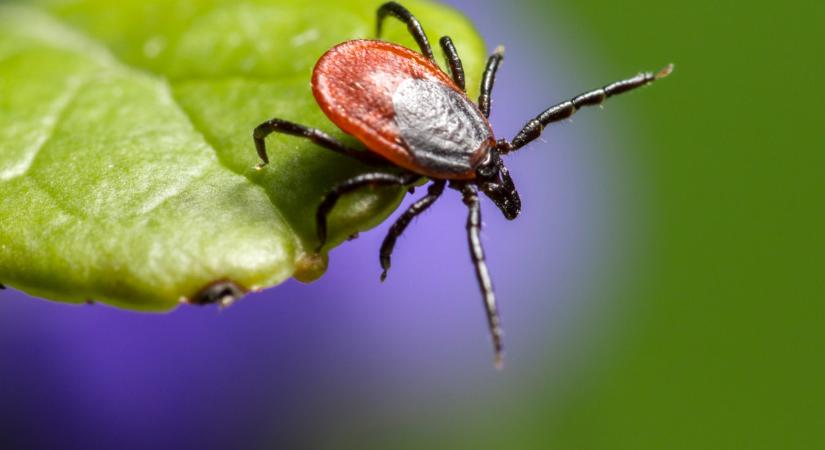 Ezt kend magadra, és a kullancsok menekülőre fogják: taszítja a vérszívókat a vegyszermentes riasztó