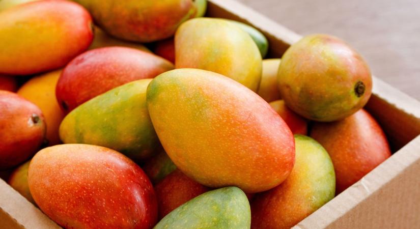 Tele van vitaminnal, mégsem luxus: így alakul most a mangó ára Kecskeméten