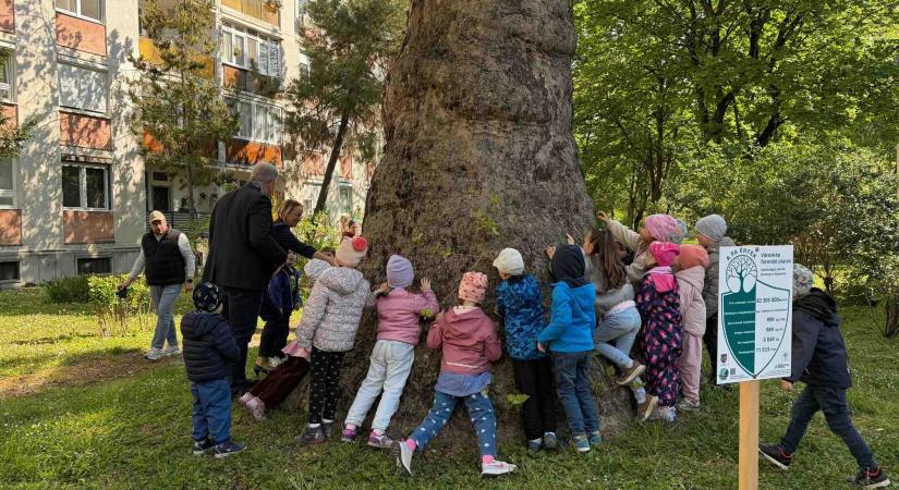 Győrben és Szombathelyen is új „A fa érték!” táblákat avattak
