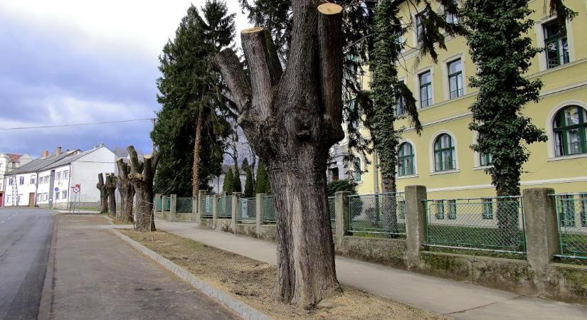 Költési időszakban végzett fakivágások: komoly károkat okozhatnak
