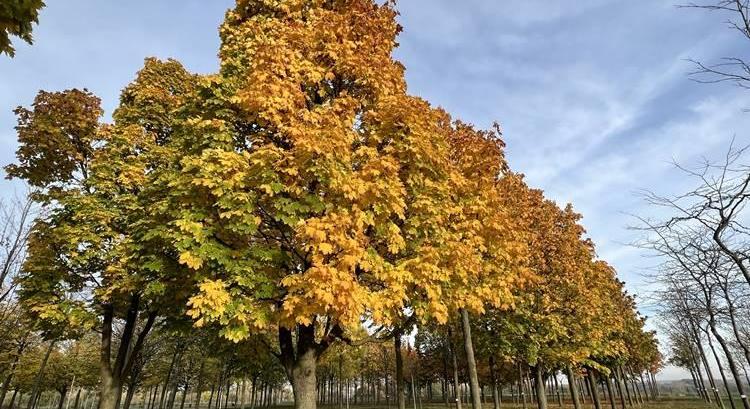 Európa legnagyobb faápolási rendezvénye