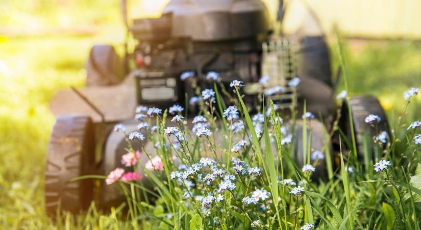 A „lusta kertész” módszere: ezért ne nyírd a füvet májusban - Így működik a No Mow May mozgalom