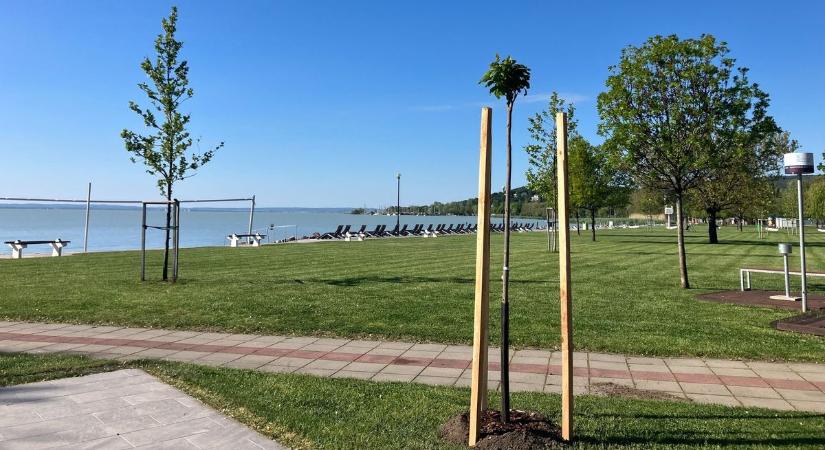 Harminc új fát ültettek Balatonalmádiban – közösségi akció a zöldebb városért