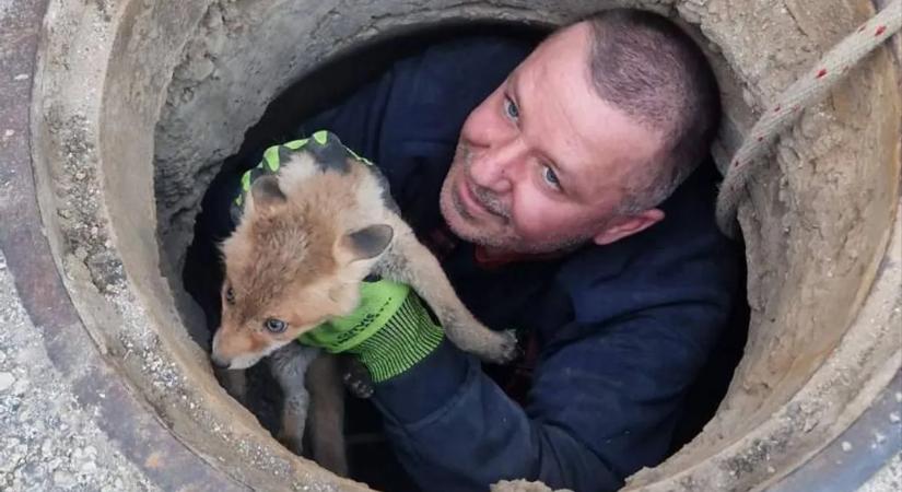 Így menekült meg a csatorna fogságából a bajba jutott kisróka – képek