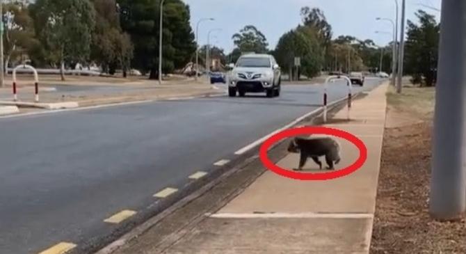 Át akart menni az úton egy koala, de pont jött egy autó, mégis szerencséje volt – videó