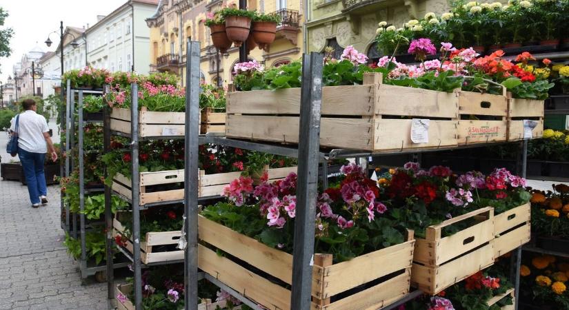 Virágvásár lesz pénteken Kaposváron – gazdag kínálattal várják az érdeklődőket