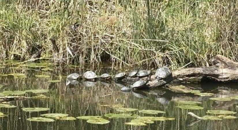 30 kilós, emberre is veszélyes teknős jelent meg a Kis-Dunában