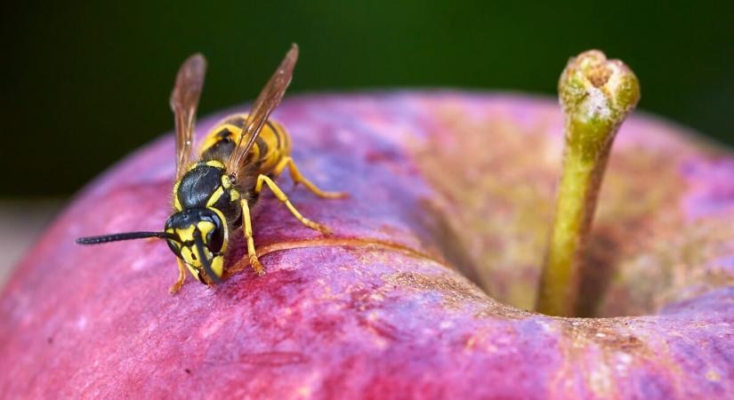 Egy permetfújás elég: ez az egyszerű trükk távol tartja a darazsakat a terasztól