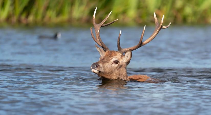 Hihetetlen jelenet a Balatonnál: őz ugrált a vízben, videón a különös eset