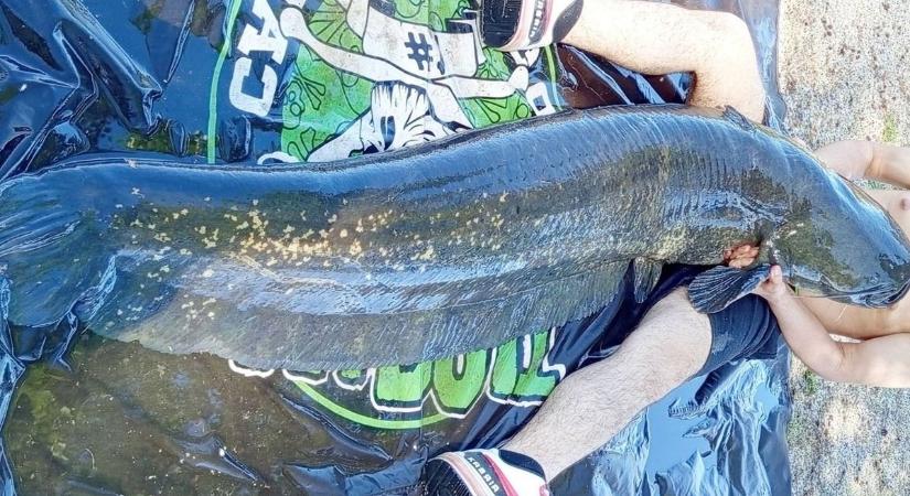 Igazi szörnyeteg: óriási harcsa került horogra a baranyai tavon (FOTÓK)