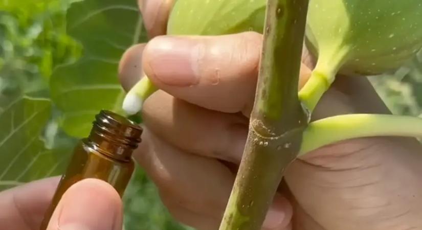 Soha ne dobd ki a fügefa levelét! A füge teje akár 10 nap alatt eltünteti a legmakacsabb bőrhibát is