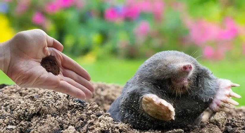 Soha ne bántsd a vakondot! Az öreg kertész elárulta a trükköt, amitől magától költözik át a szomszédba