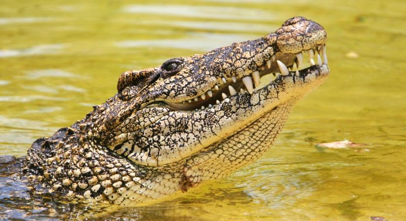 Egy krokodil gyomrában találták meg az eltűnt szállodatulajdonost