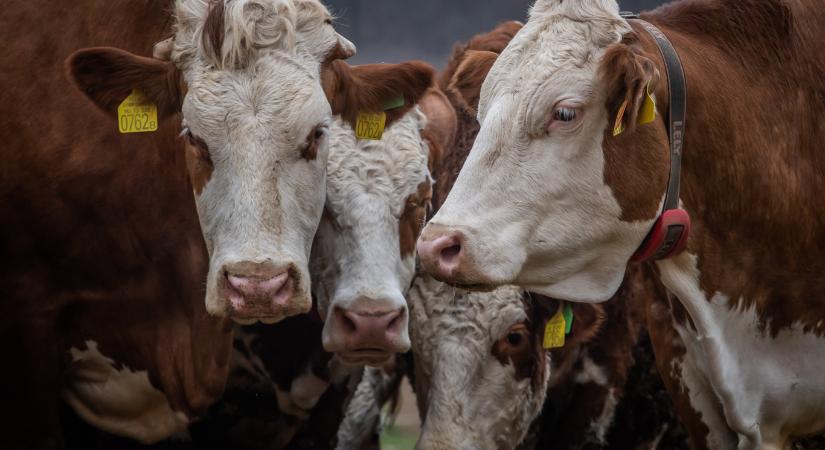 Akkora egészségmániások lettünk, hogy a tejsavó lett az egyik legjobb befektetés a világon
