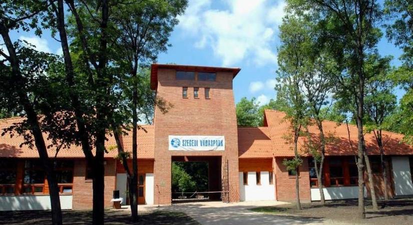 Páncélos ünnepelt a kifutóban: különleges lakót köszöntött a Szegedi Vadaspark