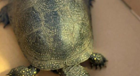 Teknőst mentettek a mezőkövesdi rendőrök