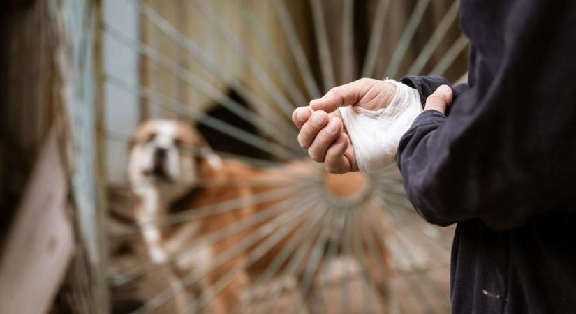 Halálos kutyatámadás Győr-Moson-Sopronban: maradna a letöltendő büntetés