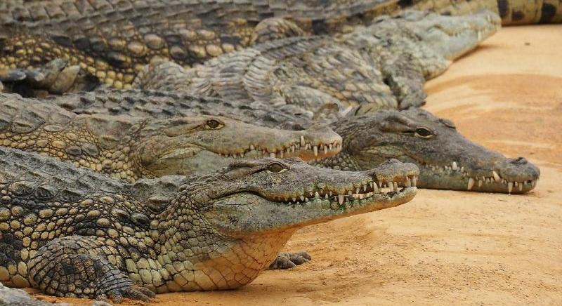 Horror a folyóban: féltonnás krokodil falta fel az édesapát