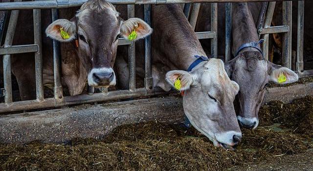 75%-kal nőtt a marhahús-export az év elején