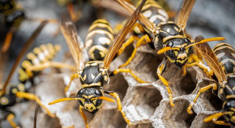 Égő fájdalom, allergiás tünetek – idén korán támadnak a darazsak