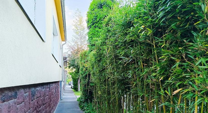 Ilyen tökéletes árnyékolód lehet ebből a növényből – nem csak hűt, de a szomszéd sem tud bekukucskálni (galéria, videó)
