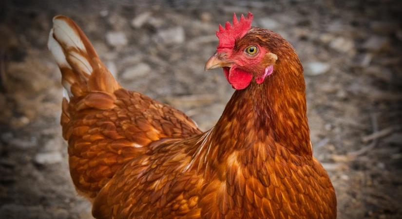 Nőtt a Baromfi-Coop bevétele és nyeresége 2025-ben