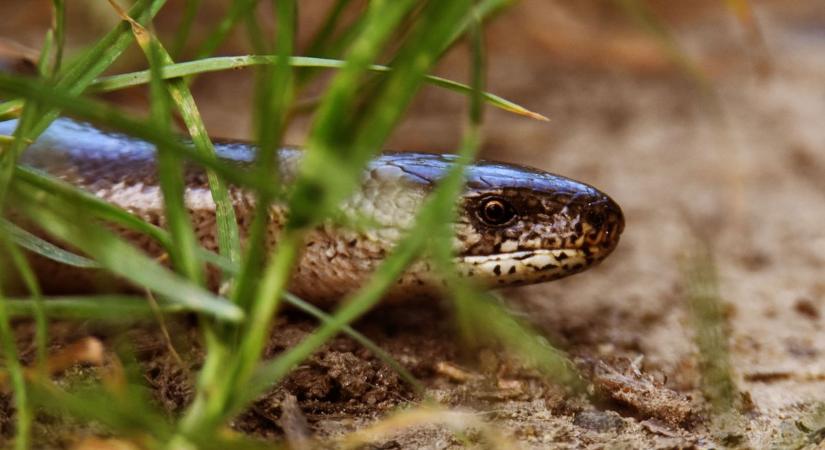 Nem kígyó, mégis mindenkit megijeszt: ez a furcsa csúszómászó bukkan fel egyre több zalai kertben