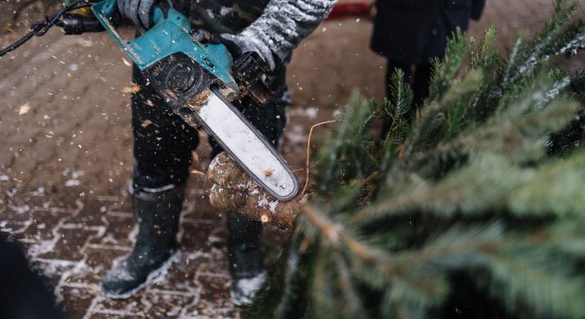 Csutkára vágták a karácsonyfának nevelt fenyőket, mire a szomszéd szólt a tulajnak