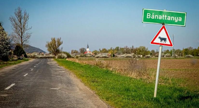 Megvadult marhacsorda támadt emberekre egy borsodi tanyán