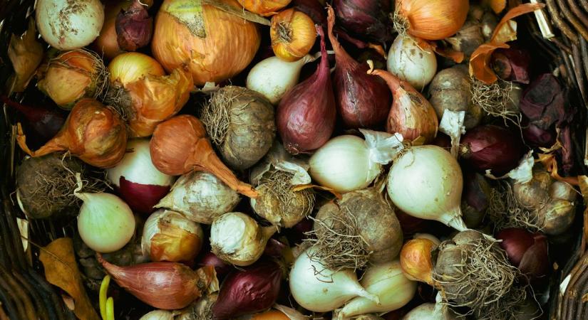 Így ültesd a növényeket és a bolhák is menekülnek – természetes kártevőirtás a kertben