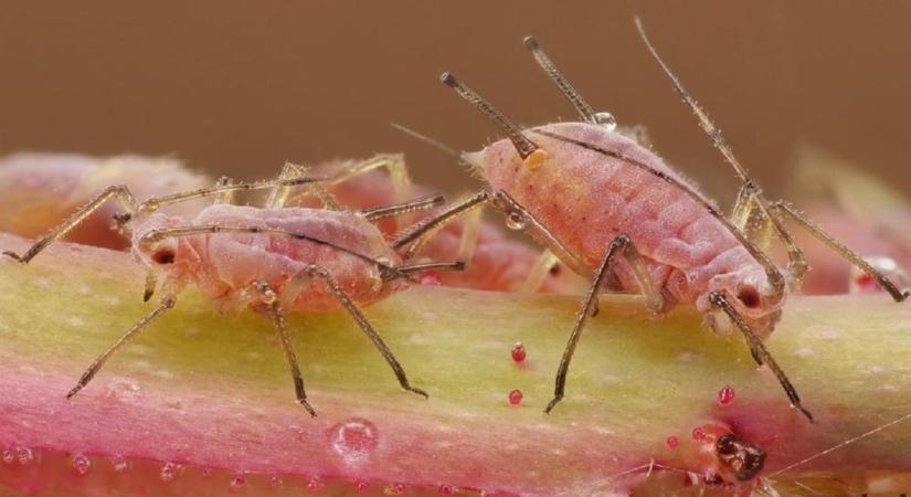 Ezt a növényt sokan rossz helyre ültetik – ezért nem fejlődik
