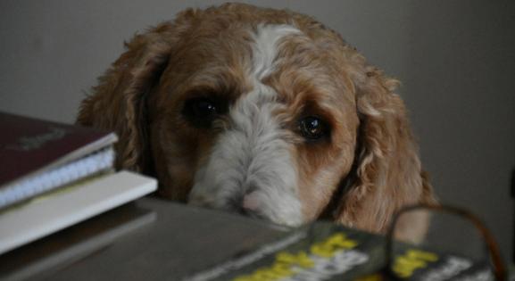 Stresszes a vizsgaidőszak? Az ELTE terápiás kutyákkal segít