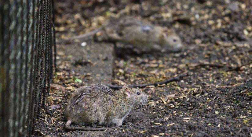 Patkányinváziótól félnek a szomszédok miatt Debrecenben