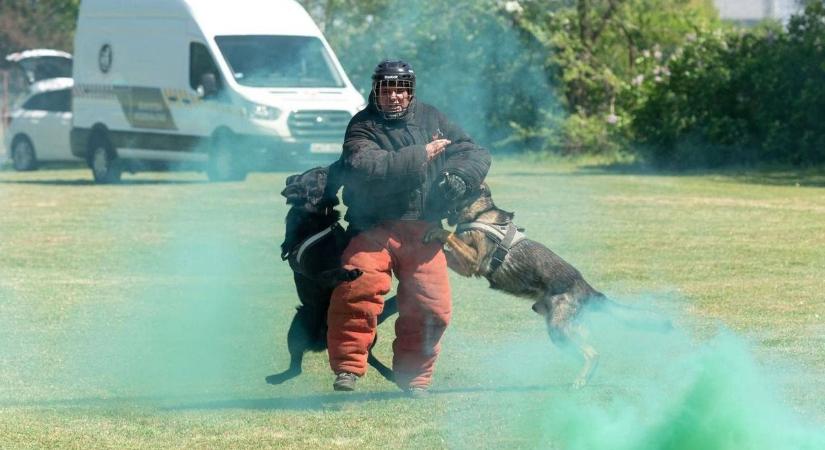 Ők a biztonság négylábú hősei – szolgálati kutyák bevetésen