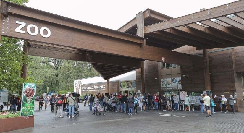 Jegesmedvék testközelből? Különleges program Nyíregyházán