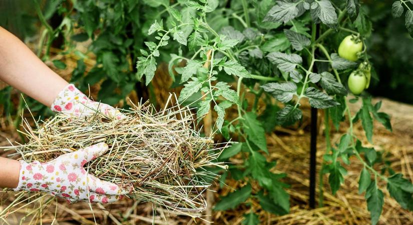 Mulcs-forradalom a kertben: kevesebb locsolás, kevesebb gyom – így csináld profin, akár kezdőként is