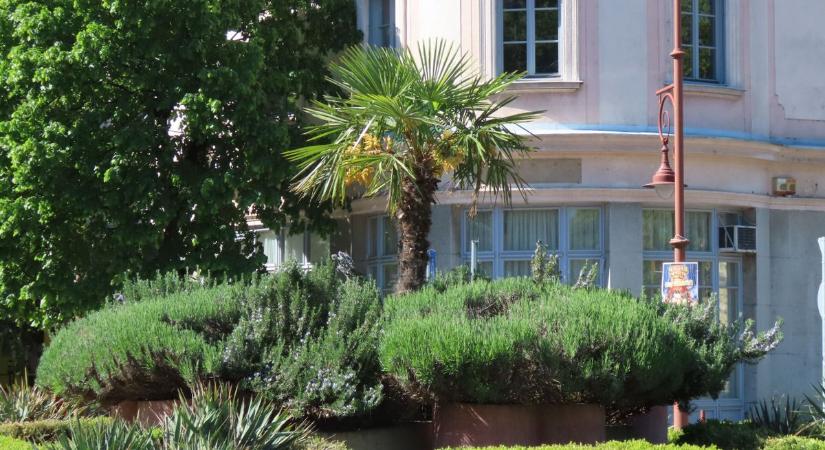 Visszakerült a helyére Szentes pálmafája – ezért ragaszkodnak hozzá a helyiek
