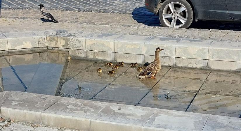 Hősies mentés Baján: szökőkút fogságába esett kiskacsáknak segítettek