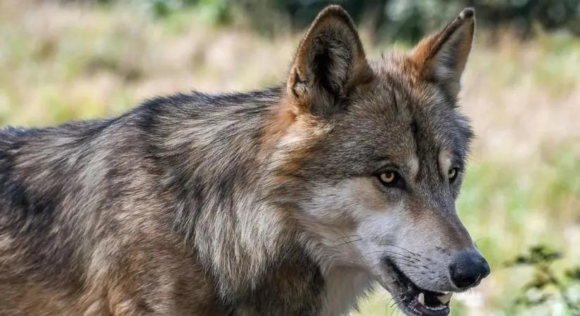 Elképesztő, farkasok tűntek fel a magyarok kedvenc üdülőhelyein