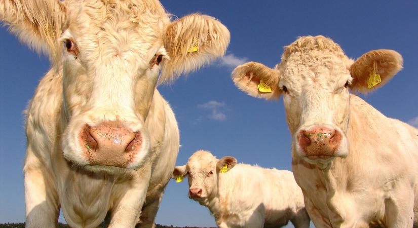 Növekvő szarvasmarha vágás és élénkülő export 2026 elején