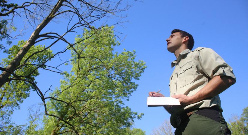 A szilfavész után a kőrishajtás-pusztulás tizedeli a magyar erdőket