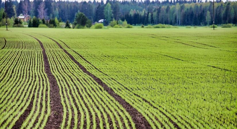 Vetési hajrá a magyar földeken