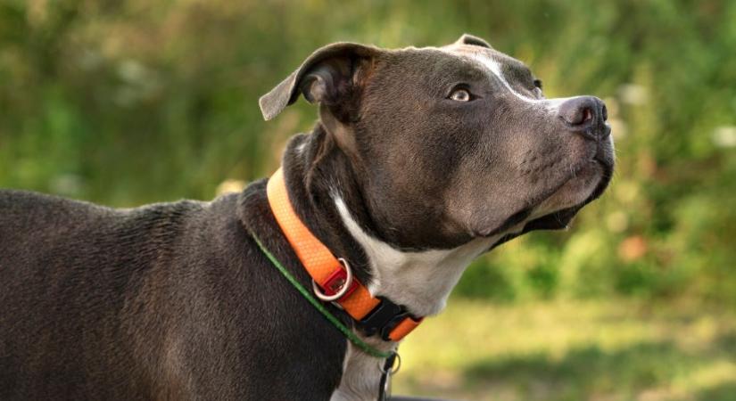Mezőcsáti terrier gazdáját ítélték el