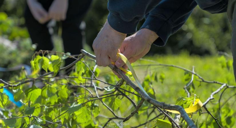 Hajnali rituálé és generációkon átívelő kapocs: így mozdult meg egy egész közösség a zalai városban (galéria)