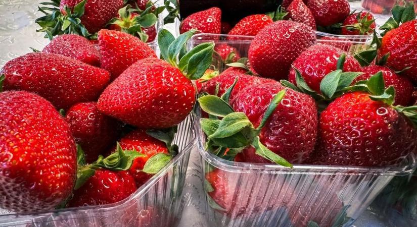 Minden tizedik tétel bukott – újra országos szamóca-ellenőrzés indul