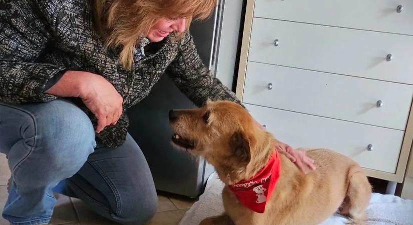 A láncok közül a pesti luxusig menekült a sokat szenvedett Piroska